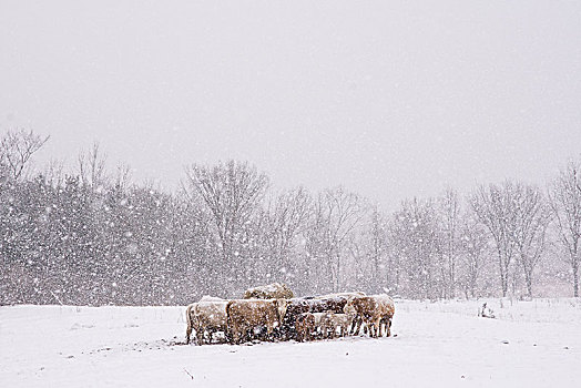 牧群,母牛,绵羊,一起,地点,暴风雪