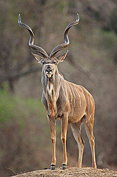 捻角羚,雄性动物,大捻角羚,国家公园,津巴布韦
