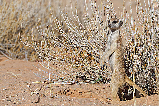猫鼬,细尾獴属,站立,巢穴,入口,警惕,卡拉哈迪大羚羊国家公园,北开普,南非,非洲