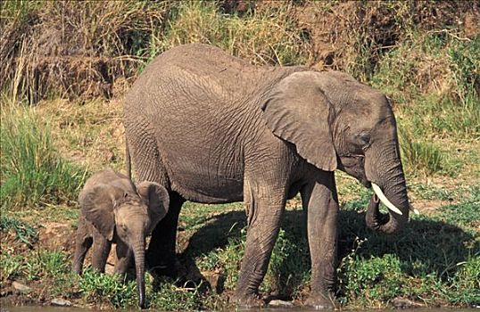 大象,非洲象,马赛马拉,肯尼亚,非洲,幼仔
