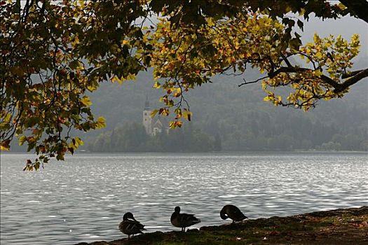 鸭子,布莱德湖,流血,斯洛文尼亚