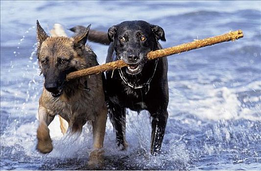 两只,狗,棍,水,宠物,牧羊犬,一对,跑,取回,溅,哺乳动物,动物