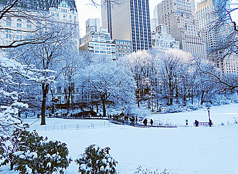 积雪,草坪,树,中央公园,曼哈顿,纽约,美国,摩天大楼,背景