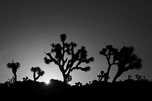 日出,约书亚树国家公园,加利福尼亚,美国