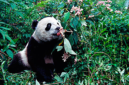 熊猫,幼兽,树林,卧龙,四川,中国