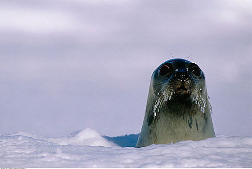 海豹,偷窥,室外,冰,马德琳群岛,魁北克,加拿大