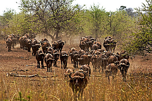 水牛,牧群,克鲁格国家公园,南非,非洲