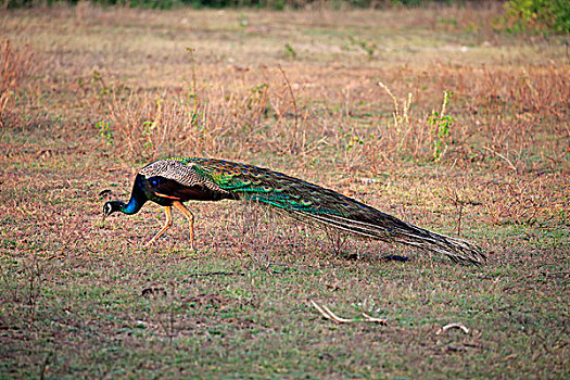 印度,孔雀,蓝孔雀,成年,雄性,觅食,国家公园,斯里兰卡,亚洲
