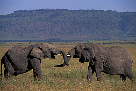 肯尼亚,马赛马拉,草地,大象,雄性动物,雄性,打斗