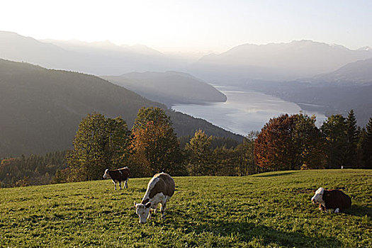奥地利,卡林西亚,湖,山间草地,母牛