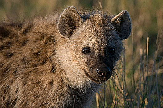 斑点,鬣狗,幼兽,马赛马拉国家保护区,肯尼亚,非洲