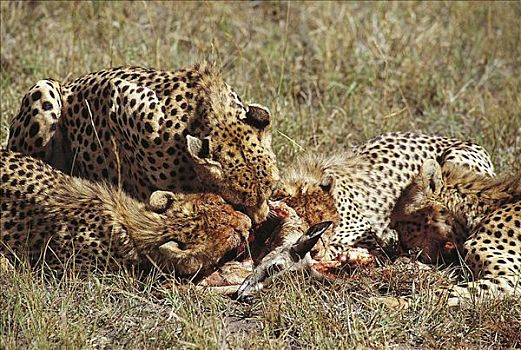 印度豹,猎豹,杀死,瞪羚,猫科动物,哺乳动物,马赛马拉,肯尼亚,非洲,动物