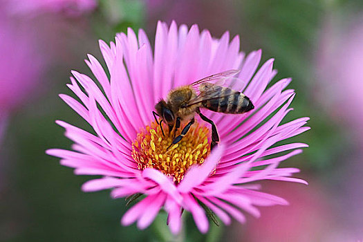 蜜蜂,收集,花粉,紫苑属
