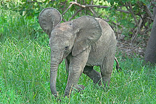 小象,东非,坦桑尼亚