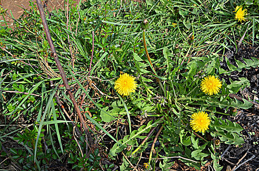 蒲公英花绽放,蒲公英,中药材,蔬菜,野菜,蒲公英花,花卉,花朵,花,春季