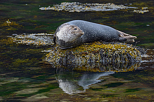 普通,斑海豹,休息,石头,水中,西部,冰岛,欧洲