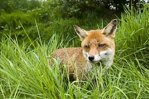 红狐,狐属,高草,英格兰