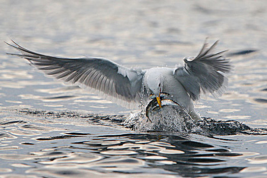 海鸥,抓住,青鱼,不列颠哥伦比亚省,西海岸