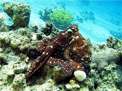 珊瑚礁,章鱼,仰视,热带,海洋,蓝色背景,水,背景