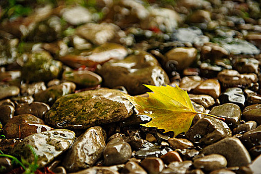 叶子,银,桦树,石头,雨,巴登符腾堡,德国,欧洲