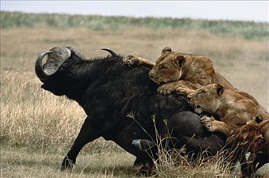 非洲狮,狮子,女性,协作,拿,南非水牛,非洲水牛,塞伦盖蒂国家公园,坦桑尼亚