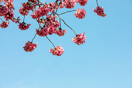 春暖花开樱花背景图