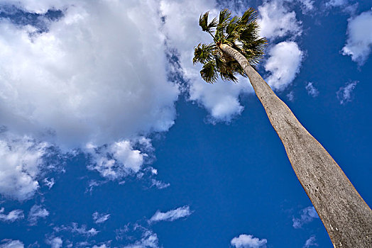 高,棕榈树,蓝天