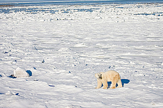 北极熊,靠近,哈得逊湾,丘吉尔市,曼尼托巴,加拿大