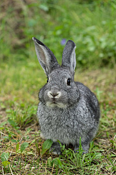 灰色,兔子,草地