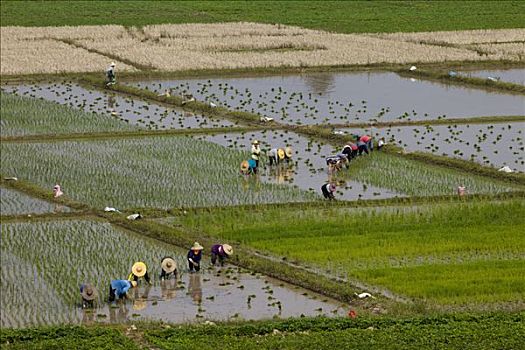 泰国,清迈,水稻种植