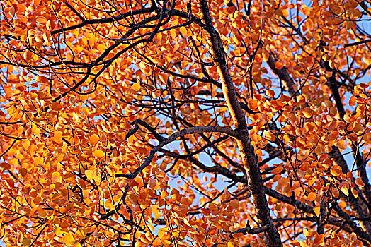 桦树,秋天