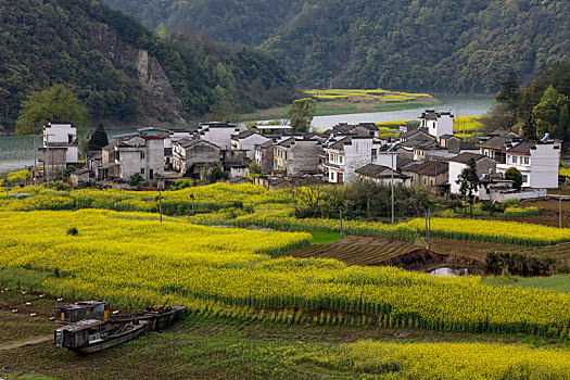 新安江,安徽,河流,春天,油菜花,种植,农村,农业,村庄,弯曲,色彩