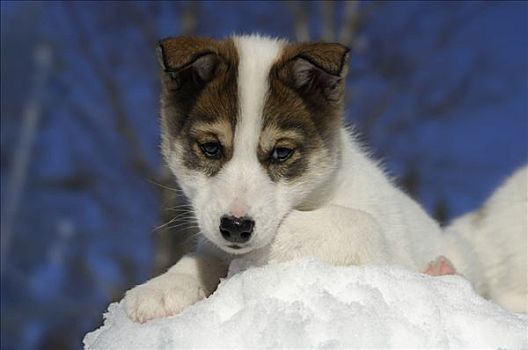 哈士奇犬,幼仔,玩雪