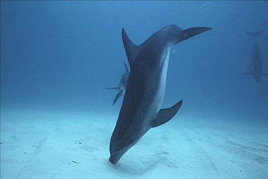 大西洋点斑原海豚,花斑原海豚,觅食,鱼,隐藏,海底,巴哈马,加勒比海