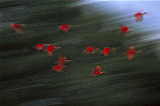 猩红朱鹭,红鹮,成群,飞,栖息,特立尼达,西印度群岛