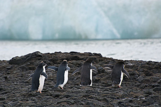 南极,布朗布拉夫,线条,幼小,阿德利企鹅,走,石头