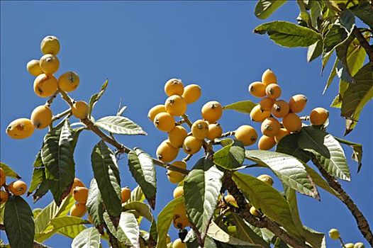 枸杞,水果,白色海岸,西班牙