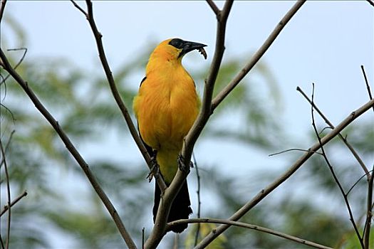 黄鹂,山鸟类,栖息,枝条,哥伦比亚