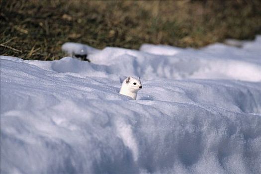 貂,白鼬,黄鼠狼,冬季外套,雪地