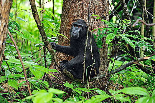 黑色,短尾猿,弥猴属,室内,北方,苏拉威西岛,印度尼西亚