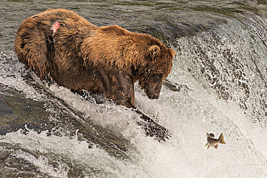 棕熊,瀑布,三文鱼