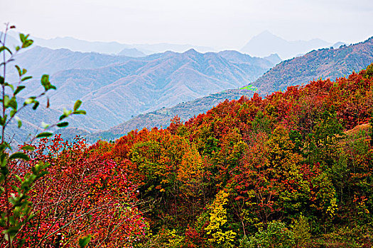 山脉红叶