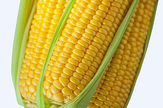 人类重要的主食玉米