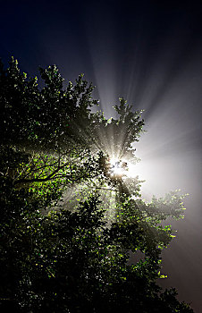灯光穿过树木