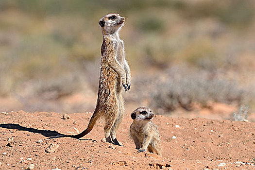 猫鼬,成年,雄性,幼仔,专注,洞穴,入口,卡拉哈迪大羚羊国家公园,北开普,南非,非洲