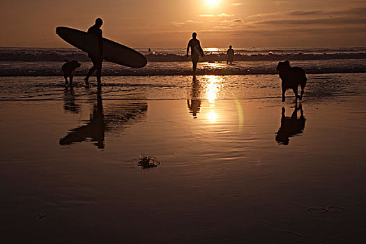 冲浪,狗,海滩,日落,圣地亚哥,加利福尼亚,美国