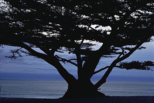 剪影,树,靠近,水,加利福尼亚,美国