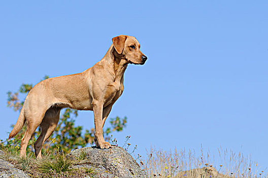 拉布拉多犬,雌性,狗,站立,石头