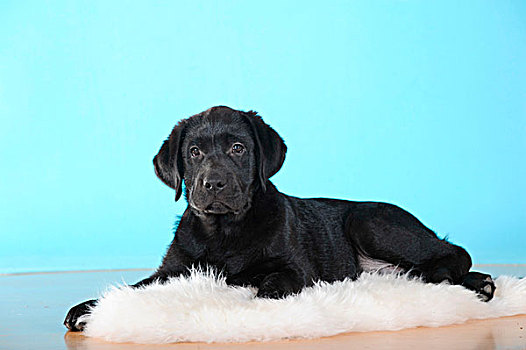 黑色拉布拉多犬,小狗,躺着,羊皮,地毯