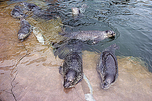 秦皇岛山海关海洋公园内的海豚表演